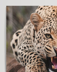 After Hover: Snarling Leopard