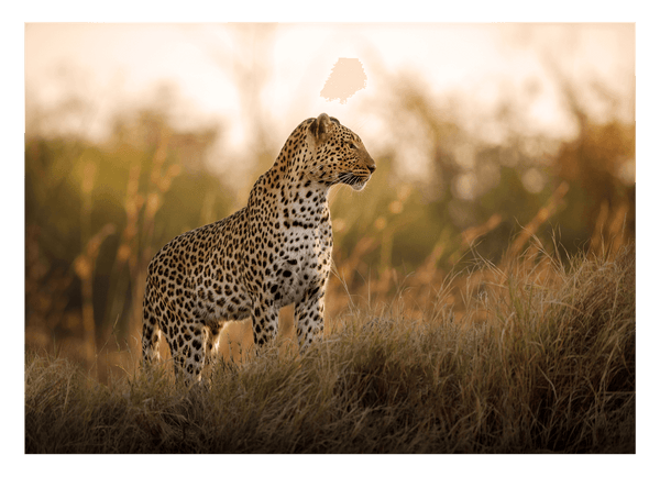 Leopard im hohen Gras