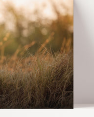 After Hover: Leopard in the tall grass