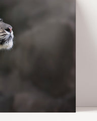 After Hover: Snow leopard