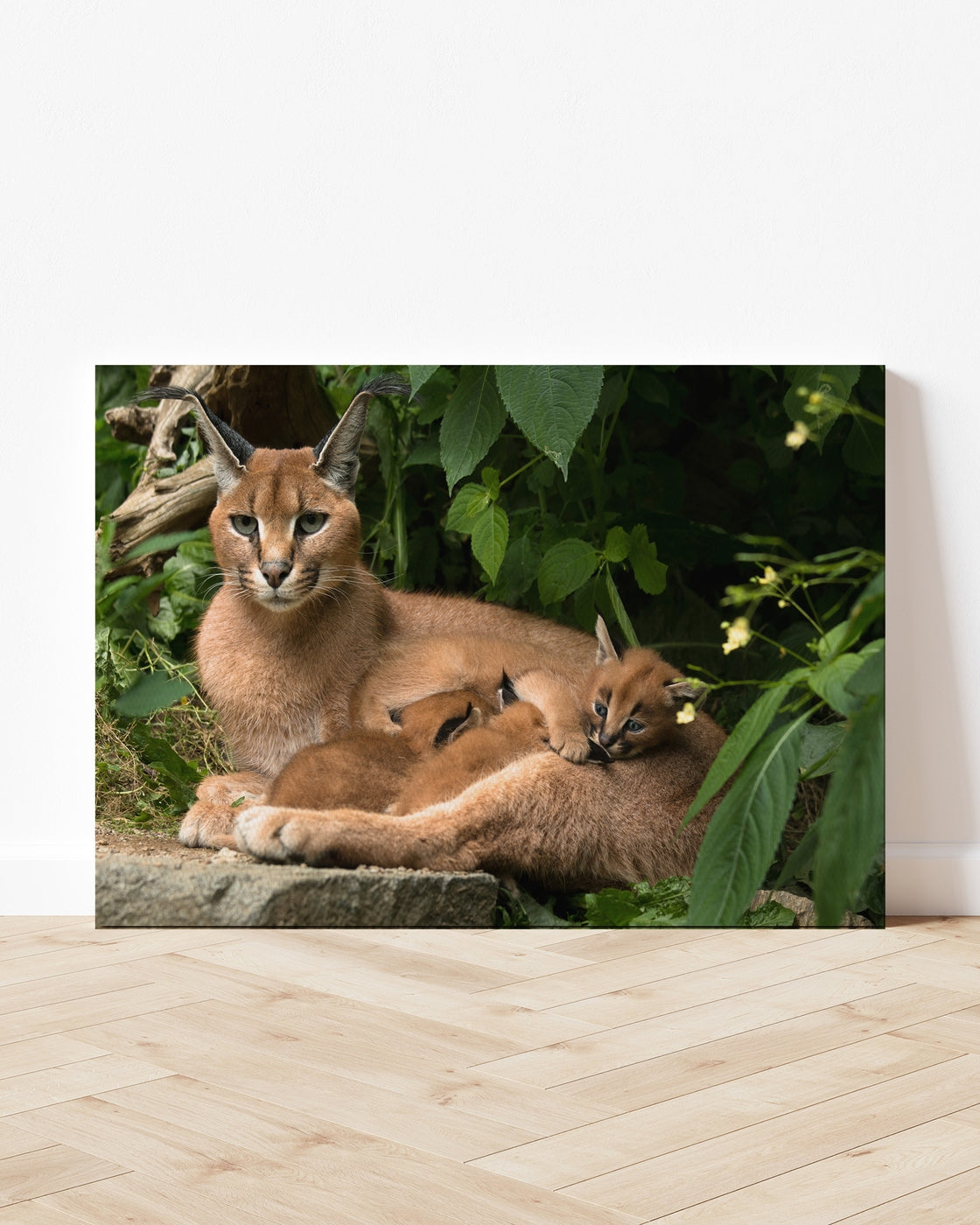 stretched-canvas