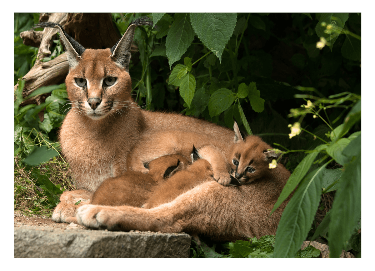 Karakal mit Jungtieren - Großkatzen Wildtier Fotografie