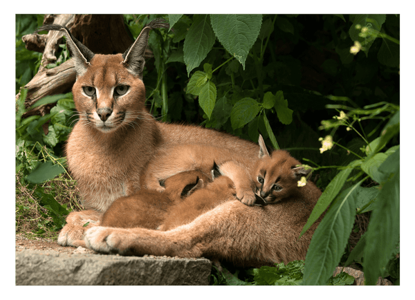 Karakal mit Jungtieren - Großkatzen Wildtier Fotografie