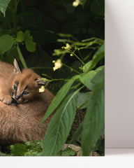 After Hover: Caracal with cubs - Big cat wildlife photography