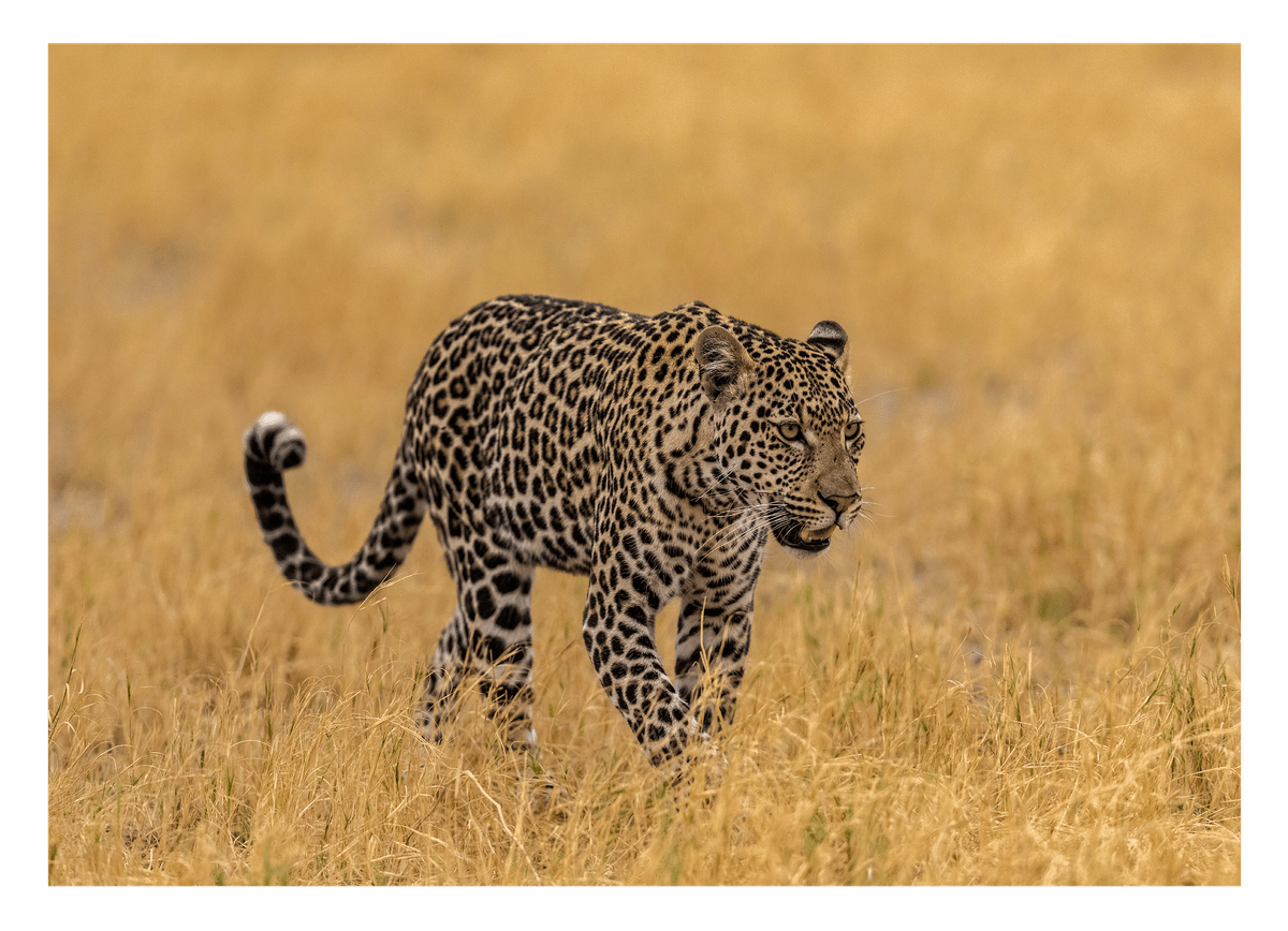 Leopard