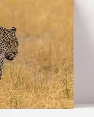 After Hover: leopard