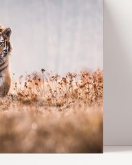 After Hover: tiger