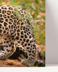 After Hover: Leopard mother and cub