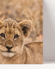 After Hover: Lion cubs