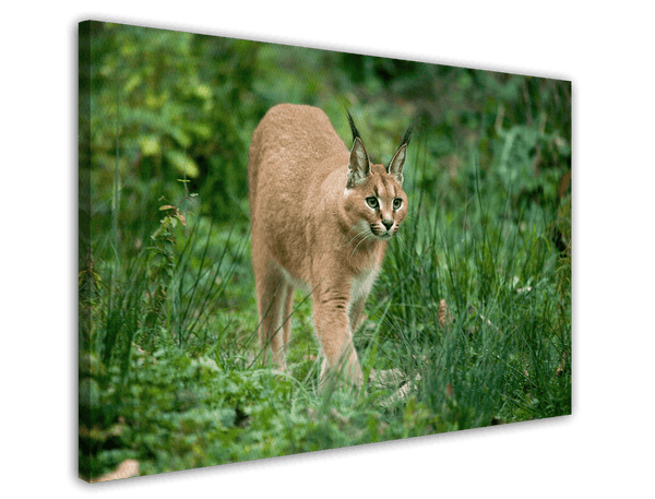 Karakal Großkatze in grüner Natur - Tier Fotografie