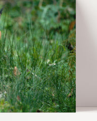After Hover: Caracal big cat in green nature - animal photography