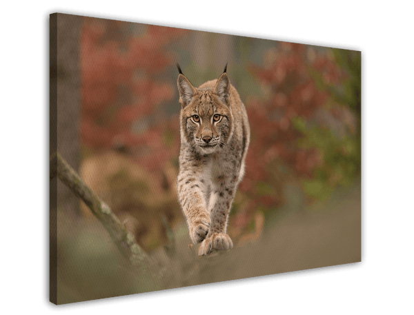 Luchs
