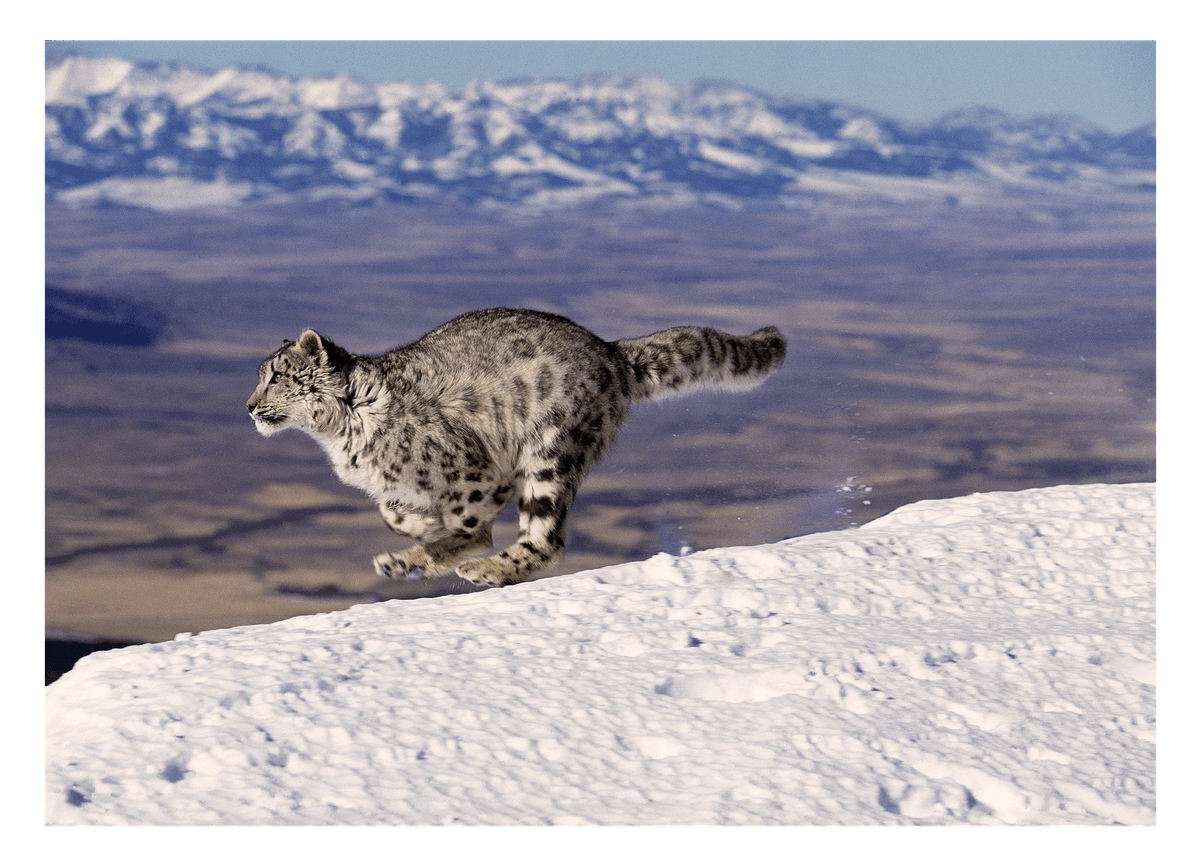 Rennender Schneeleopard