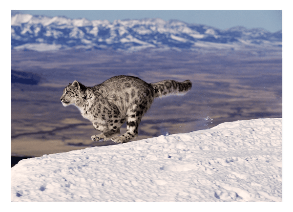 Rennender Schneeleopard