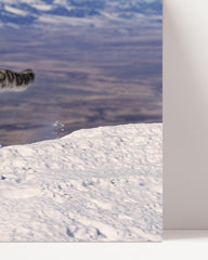 After Hover: Running snow leopard