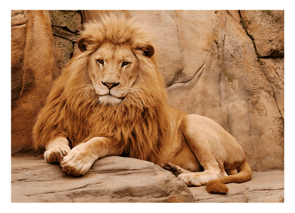 Afrikanische Wildtiere - Stolzer Löwe auf Felsen