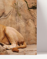 After Hover: African wildlife - Proud lion on rocks