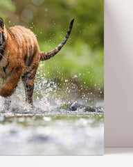 After Hover: Tiger in the water