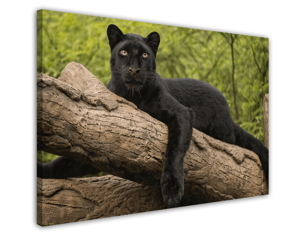 Schwarzer Panther auf einem Baum