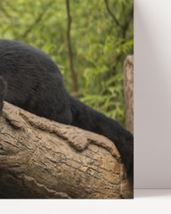 After Hover: Black panther in a tree