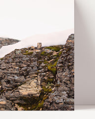 After Hover: Snow leopard