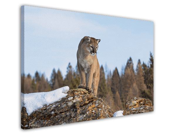 Puma in Berglandschaft