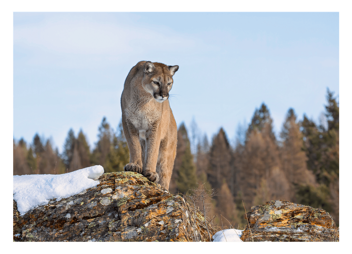 Puma in Berglandschaft