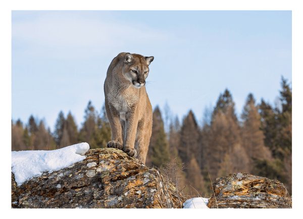 Puma in Berglandschaft