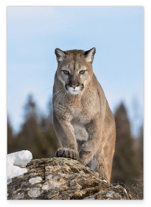 Puma auf einem Berg