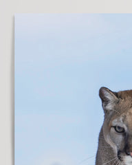 After Hover: Puma on a mountain
