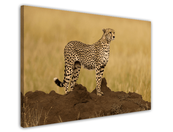 Gepard in der Savanne