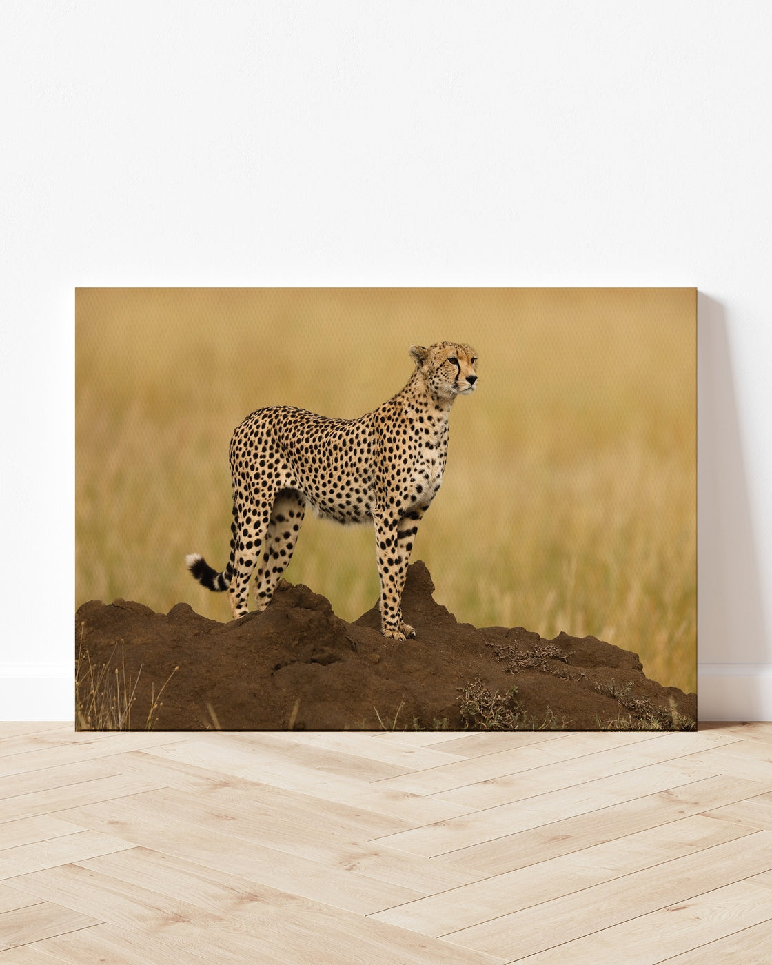 stretched-canvas