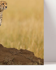 After Hover: Cheetah in the savannah