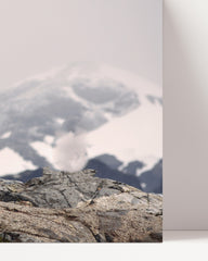 After Hover: Snow leopard in the mountains