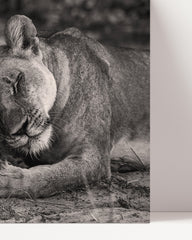 After Hover: Cuddling lions in black and white