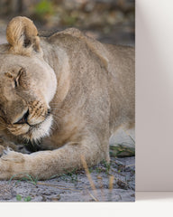 After Hover: Cuddling lions