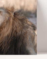 After Hover: Cuddling lions