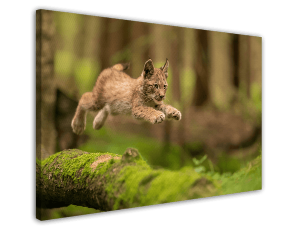 Springendes Luchs-Baby