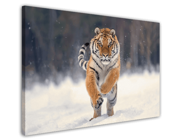 Springender Tiger in Schnee-Landschaft - Wildtier Fotografie
