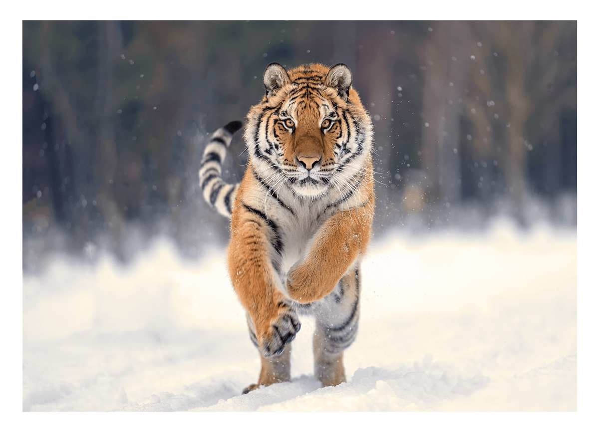 Springender Tiger in Schnee-Landschaft - Wildtier Fotografie