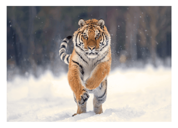 Springender Tiger in Schnee-Landschaft - Wildtier Fotografie