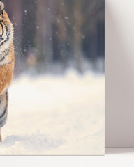 After Hover: Jumping tiger in a snowy landscape - wildlife photography