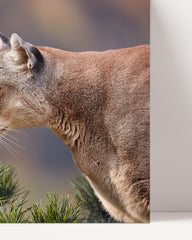 After Hover: Puma profile