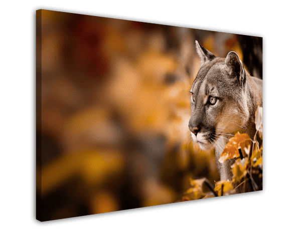 Puma im Herbst