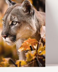 After Hover: Puma in autumn