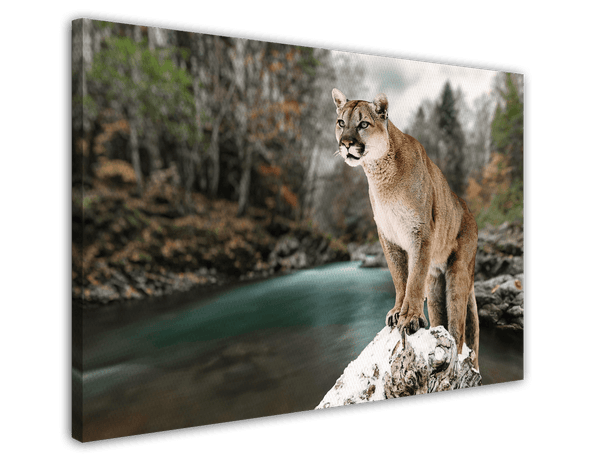 Puma am Fluss