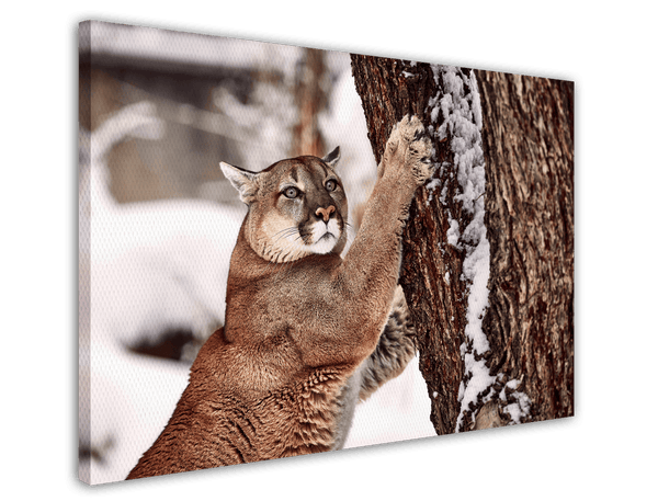 Puma im Winter Tier Fotografie