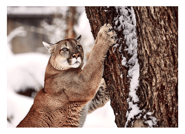 Puma im Winter Tier Fotografie