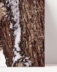 After Hover: Puma in winter, animal photography