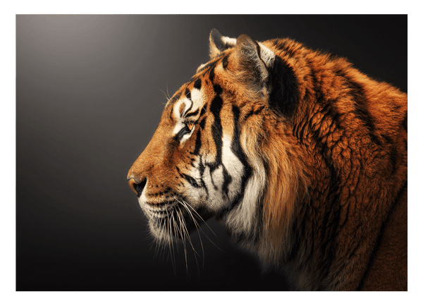 Tiger im Profil